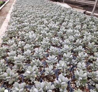 ​爆盆的多肉植物有哪些(容易爆盆的多肉植物)