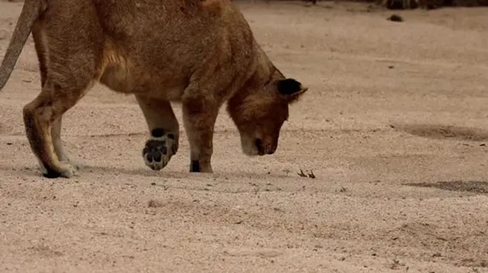 南非马拉马拉野生动物保护区螃蟹举起蟹钳吓退5头狮子