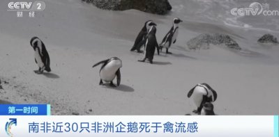 ​拉响警报！这一濒危物种，恐走向灭绝 ...