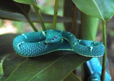 ​世界上最罕见的蛇，蓝蛇是特定品种变异蓝化的结果