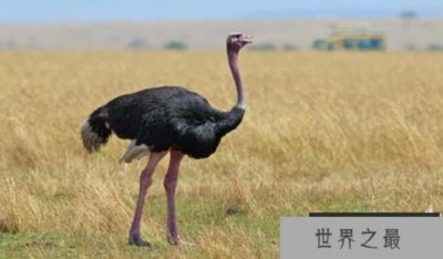 ​现存世界上最大的鸟：鸵鸟，身高2.5米，体重150千克