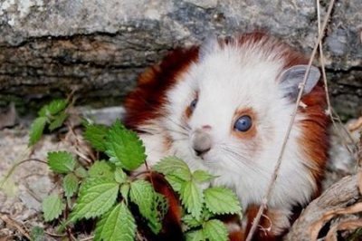 ​红白鼯鼠能养吗