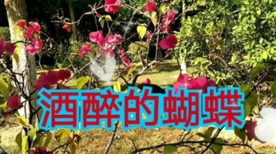 ​酒醉的蝴蝶完整版原唱哪一年的