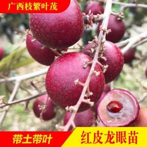 ​龙眼树皮破受伤了怎么办