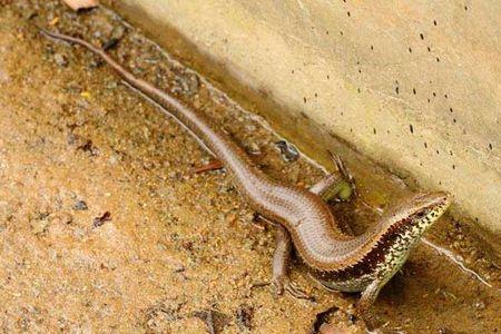 人工养殖麻蜥蜴生长周期