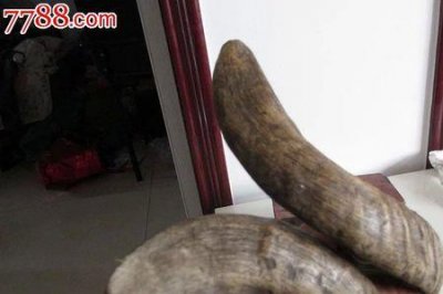 ​世界上最贵的羊角