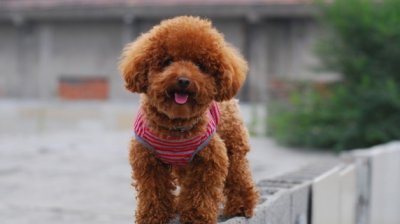 ​泰迪撒娇的表现