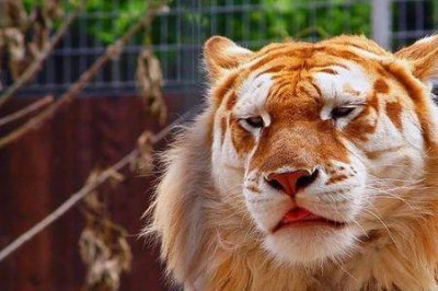 ​公和兽是什么意思