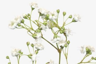 ​东洋之花是什么花