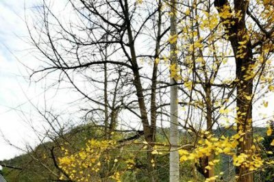 ​银杏飘落大结局