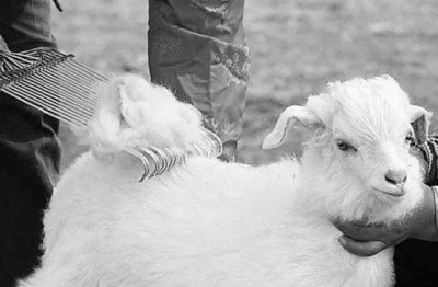 ​羊绒的保暖程度是羊毛的多少倍（羊绒和羊毛的保暖区别）