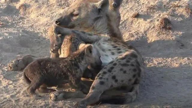 吃饭睡觉打豆豆是什么意思 吃饭睡觉打豆豆是什么意思