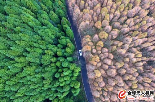 4、金霞森林公园