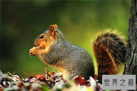 巨松鼠成最灵活的大个子,曾偷坚果逃过监控的拍摄