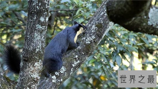 巨松鼠成最灵活的大个子,曾偷坚果逃过监控的拍摄