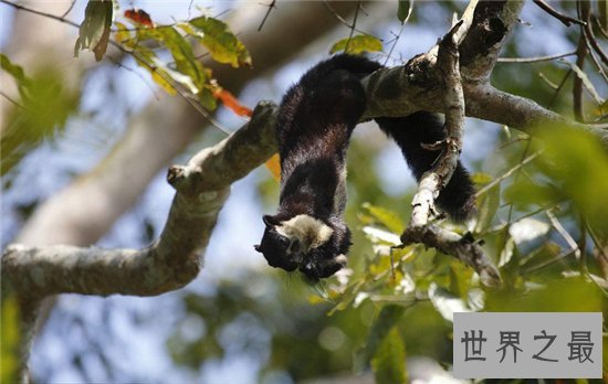 巨松鼠成最灵活的大个子,曾偷坚果逃过监控的拍摄