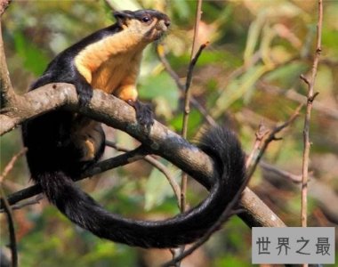 ​巨松鼠成最灵活的大个子，曾偷坚果逃过监控的拍摄