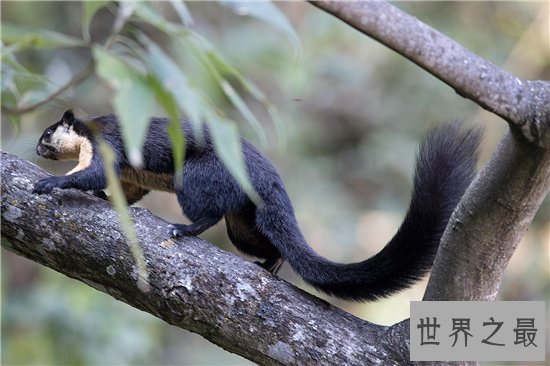 巨松鼠成最灵活的大个子,曾偷坚果逃过监控的拍摄