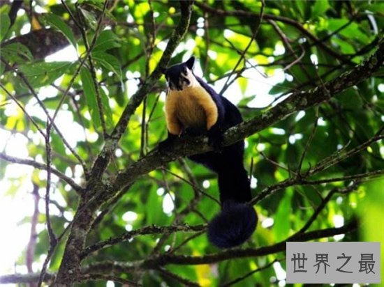 巨松鼠成最灵活的大个子,曾偷坚果逃过监控的拍摄