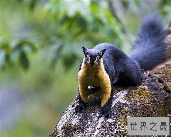 巨松鼠成最灵活的大个子,曾偷坚果逃过监控的拍摄