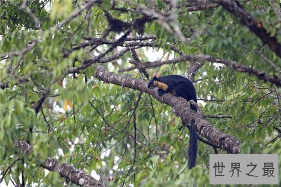 巨松鼠成最灵活的大个子,曾偷坚果逃过监控的拍摄