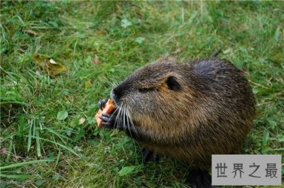​海狸鼠价值用途广泛，美国海狸鼠泛滥呼吁多吃