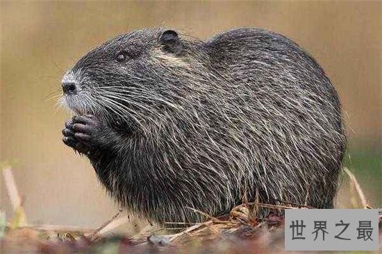海狸鼠价值用途广泛，美国海狸鼠泛滥呼吁多吃