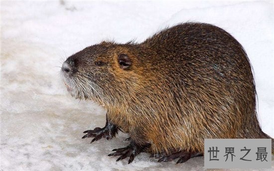 海狸鼠价值用途广泛，美国海狸鼠泛滥呼吁多吃