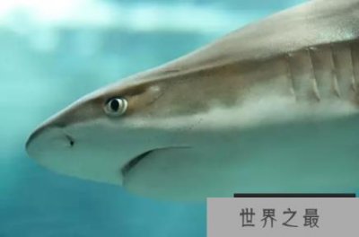 ​世界上最凶猛的鲨鱼
