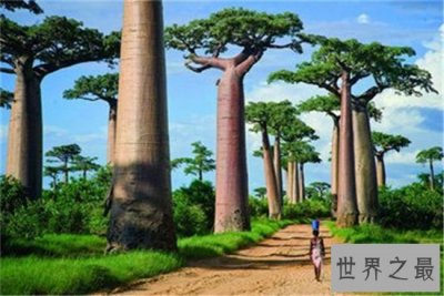 ​传说中世界上最大的树的生长速度简直肉眼可见 究竟是为什么？