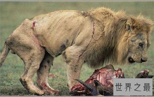 世界上最大的狮子近300斤，因过度捕杀而灭亡