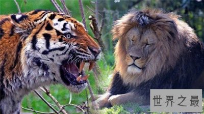 ​世界上最大的狮子近300斤，因过度捕杀而灭亡