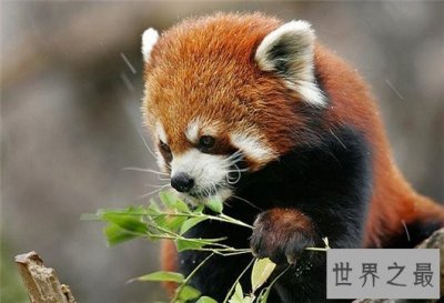 ​世界上最爱干净的动物，浣熊吃东西前还要清洗食物
