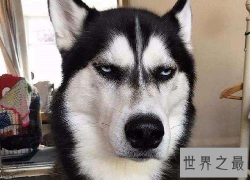 哈士奇性格大揭露,二哈本性居然是这样的?