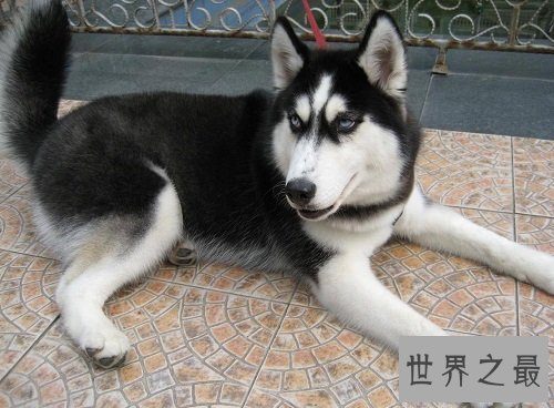 哈士奇性格大揭露,二哈本性居然是这样的?