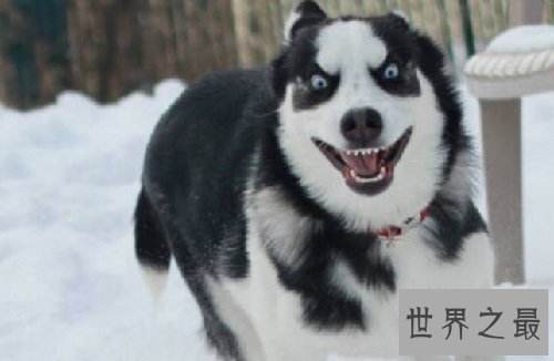 哈士奇性格大揭露,二哈本性居然是这样的?