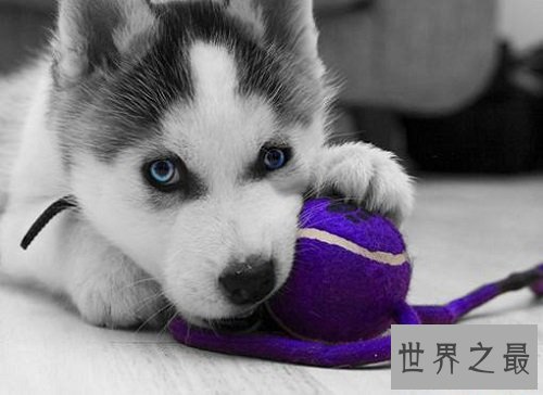 哈士奇性格大揭露,二哈本性居然是这样的?