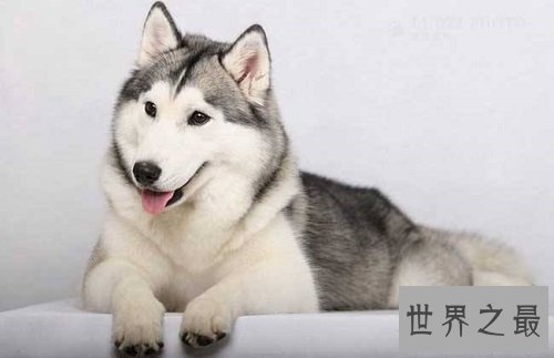 哈士奇性格大揭露,二哈本性居然是这样的?