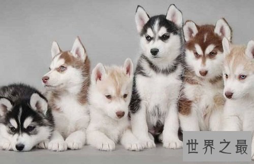 哈士奇性格大揭露,二哈本性居然是这样的?