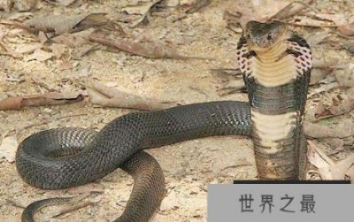 ​过山峰蛇为什么会追人？