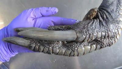 ​巨大的爪子与鳞片：它是迅猛龙？其实是“南方食火鸡”