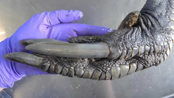 巨大的爪子与鳞片:它是迅猛龙?其实是“南方食火鸡”