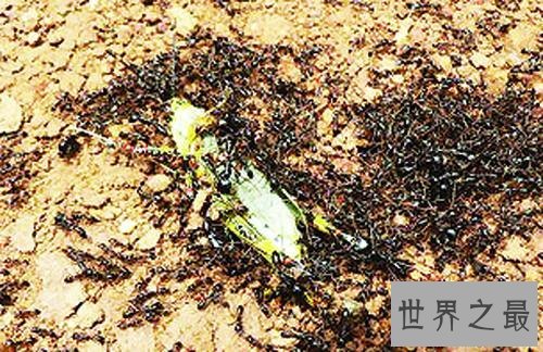 行军蚁,名为蝼蚁,实为最毒生物