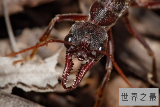 行军蚁,名为蝼蚁,实为最毒生物