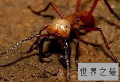 行军蚁,名为蝼蚁,实为最毒生物
