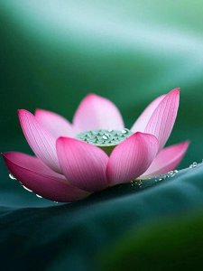 ​荷花以其独特的姿态和品质，成为了无数人心中的精神象征