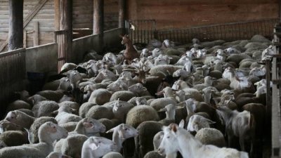 ​为应对“羊瘟” 希腊全国范围限制绵羊和山羊流通运输