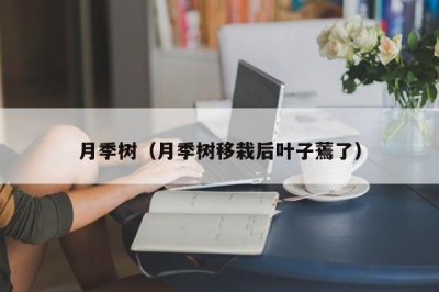 ​月季树（月季树移栽后叶子蔫了）
