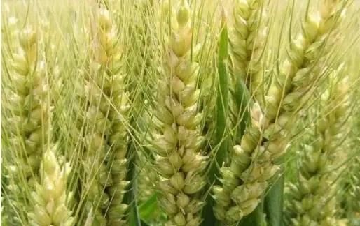 小满吃什么，小满吃饺子什么意思？图3