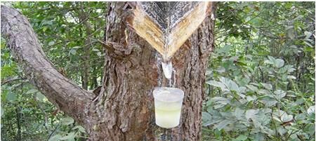 琥珀中的推测在文中的意思是什么